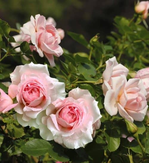 Soft pink Rosa Lambert Closse double blooms.