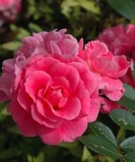 Cluster of double rose fuschia coloured blooms.