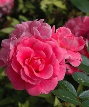 Cluster of double rose fuschia coloured blooms.
