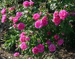 Small rose bushes with fuschia blooms.