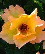 Delicate salmon pink and yellow rose bloom.
