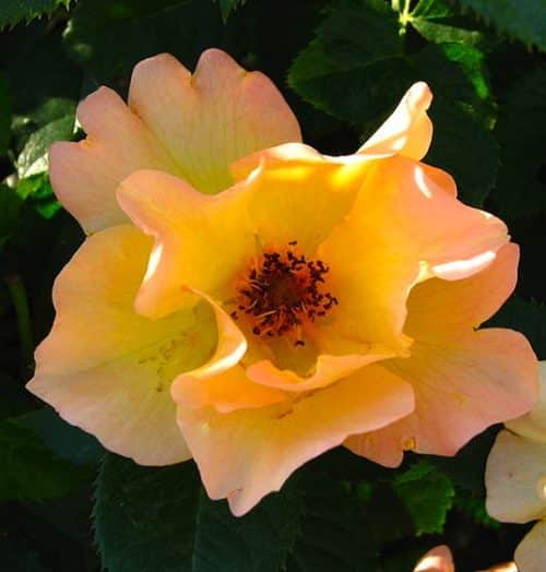 Delicate salmon pink and yellow rose bloom.