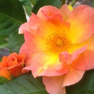 Single salmon pink rose bloom with yellow center