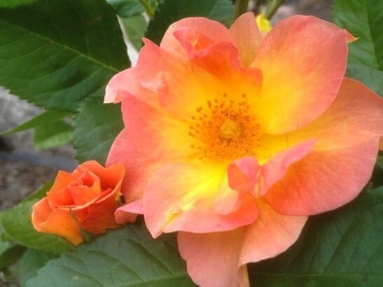 Single salmon pink rose bloom with yellow center Single salmon pink rose bloom with yellow center
