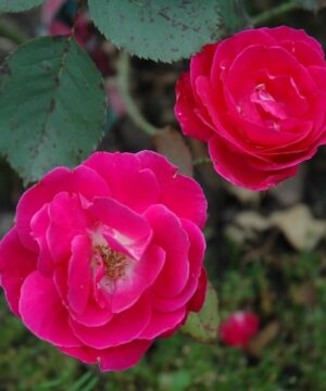 rosa winnipeg parks - two semi-double fuschia rose blooms