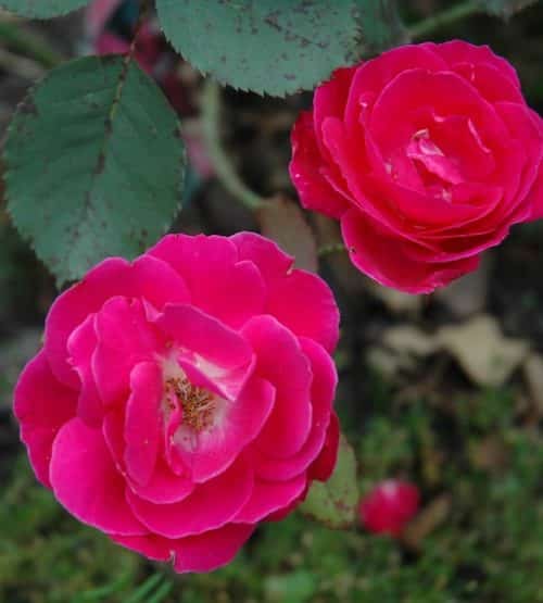 Two semi-double fuschia rose blooms