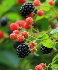 Stems of red and black dwarf thornless blackberry against out of focus light green background.