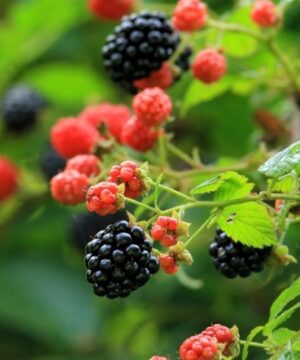 Stems of red and black dwarf thornless blackberry against out of focus light green background.
