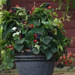 Large blackbery plant with red and black fruits in dark grey container with black stipes.