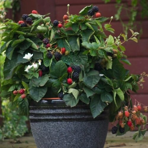 Large blackbery plant with red and black fruits in dark grey container with black stipes. Large blackbery plant with red and black fruits in dark grey container with black stipes.
