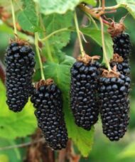 Five long tubular blackberries hanging from a stem.