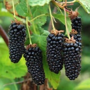 Five long tubular blackberries hanging from a stem.