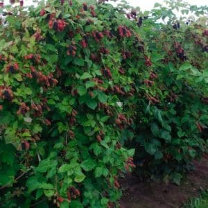 Hedgerow of giant blackberry bushes with bright green leaves