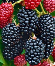 Rubus fruticosus 'Navaho'