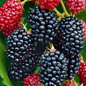 rubus fruticosus navaho blackberry berries.jpg 300x300 - Rubus fruticosus 'Navaho'