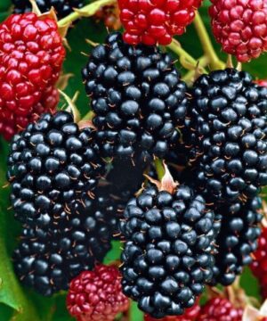 Rubus fruticosus 'Navaho'