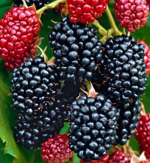 rubus fruticosus navaho blackberry berries.jpg 500x545 - Rubus fruticosus 'Navaho'