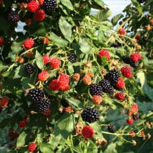 A medium green blackberry bush full of red and black fruits.