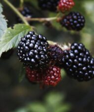 A small cluster of shiny black and red blackberries hanging on the end of a stem.
