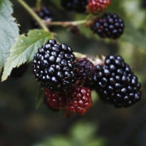 A small cluster of shiny black and red blackberries hanging on the end of a stem.