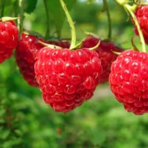 A cluster of shiny red raspberries hanging from a stem.