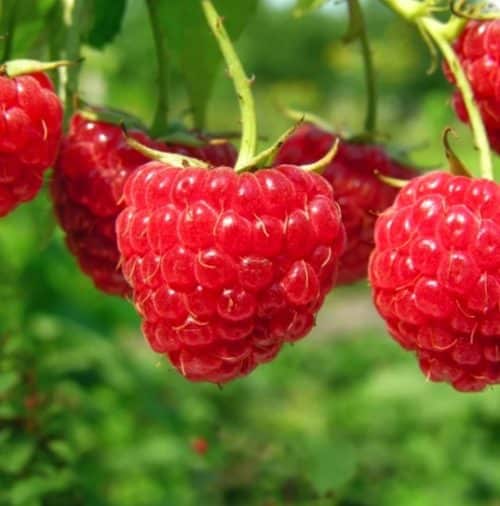 A cluster of shiny red raspberries hanging from a stem.
