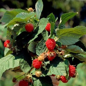 Red raspberries on a raspberry bush with medium green