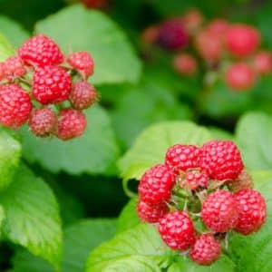 Two separate doomed clusters of light red raspberries against bright green foliage.