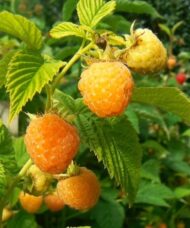 Peachy gold raspberries against gold green foliage.