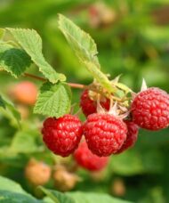 Small cluster of dull red raspberries on a stems end.