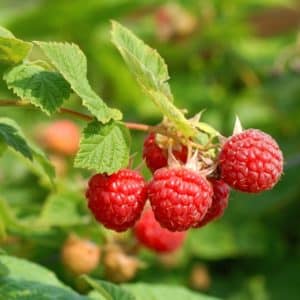 Small cluster of dull red raspberries on a stems end.