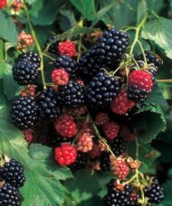 Clusters of red and black raspberries in front of medium green oblate foliage.