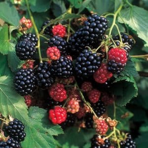 Clusters of red and black raspberries in front of medium green oblate foliage.