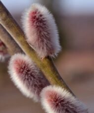 Closeup of soft pink