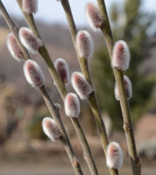 Top of willow bush against blue sky. Willow has long green leaves and golden green branches. Top of willow bush against blue sky. Willow has long green leaves and golden green branches.