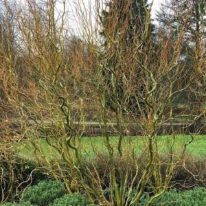 Leafless curly willow bush with twisted green branchces.