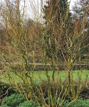 Leafless curly willow bush with twisted green branchces.
