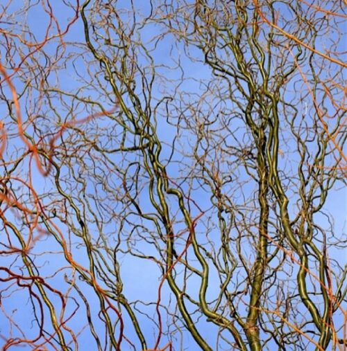 Twisted green young stems of willow at the bush's base. Twisted green young stems of willow at the bush's base.