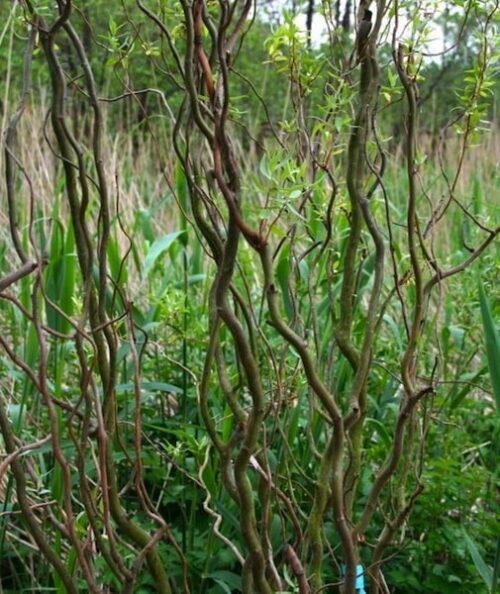 against curly stems. against curly stems.