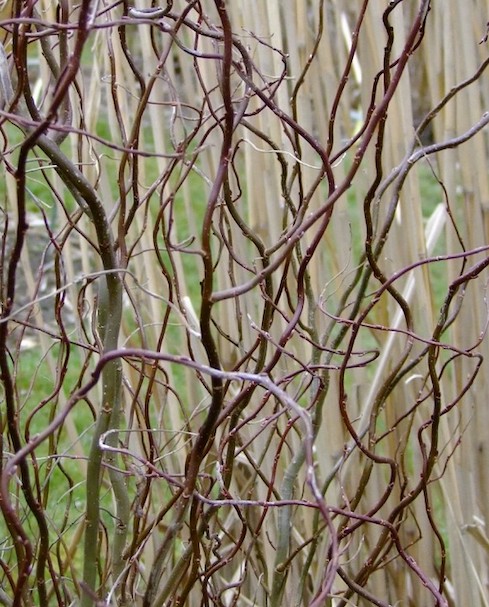 Twisted branches of dark grey willow.