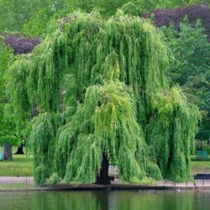 A mature Tortuosa corkscrew willow tree with long weeping branches.