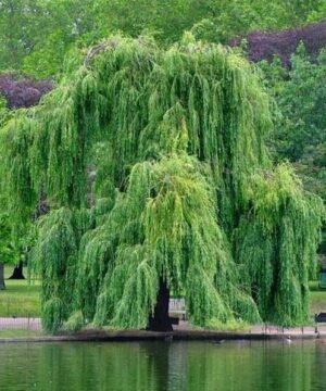A mature Tortuosa corkscrew willow tree with long weeping branches.