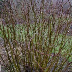 Corkscrew willow habit