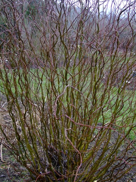 Corkscrew willow habit