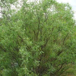 Large fan-shaped willow bush with curly grey green branches
