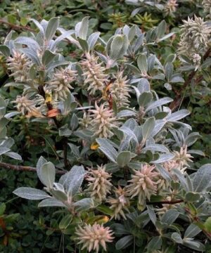 Small ground cover of willow plant with sage green leaves