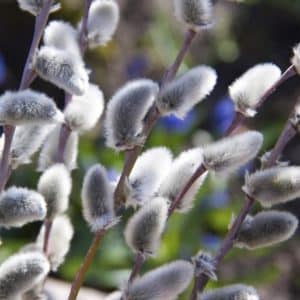 Soft grey and silver catkins of Salix discolor.