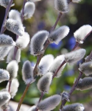 Soft grey and silver catkins of Salix discolor.
