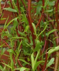 Bright red curly willow branches and new green leaves of young Salix erythroflexuosa.