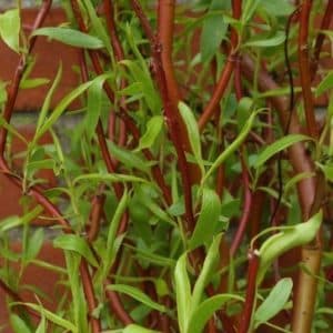 Bright red curly willow branches and new green leaves of young Salix erythroflexuosa.